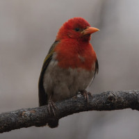 Red-headed Weaver